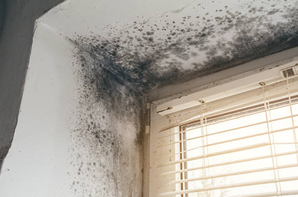 Affordable Mold Removal solutions in Morrisville, NC
